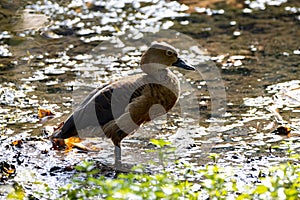 Lesser Whistling Duck, Dendrocygna javanica