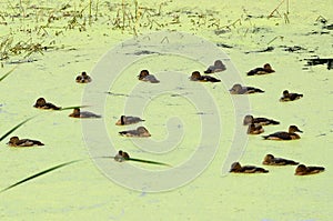 Lesser whistling duck (Dendrocygna javanica)