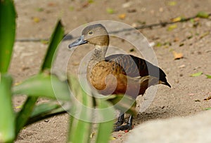 Lesser Whistling-Duck (Dendrocygna javanica)