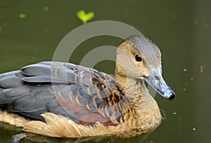 Lesser Whistling-Duck (Dendrocygna javanica)