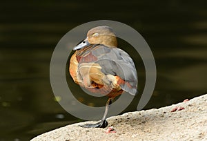 Lesser Whistling-Duck (Dendrocygna javanica)