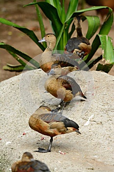 Lesser Whistling-Duck (Dendrocygna javanica)