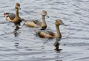 Lesser Whistling-Duck Dendrocygna javanica