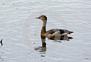 Lesser Whistling-Duck Dendrocygna javanica