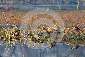 Lesser whistling duck or Dendrocygna javanica flock with reflection in water in keoladeo national park or bharatpur bird sanctuary