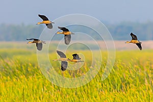 Lesser whistling duck(Dendrocygna javanica) photo