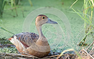 Lesser Whistling Duck (Dendrocygna javanica) are incubating the eggs in the nest made from dry grass