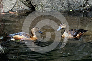 The lesser whistling duck Dendrocygna javanica, Indian whistling duck or lesser whistling teal.