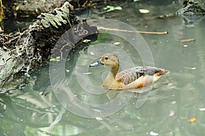 Lesser whistling duck( Dendrocygna javanica) swimming in nature