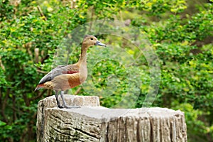 Lesser whistling duck or Dendrocygna javanica in Thailand