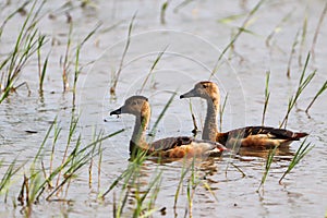 Lesser Whistling Duck floating in the rice fields for food.