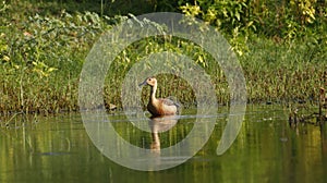 A lesser whistling duck in a lake in india