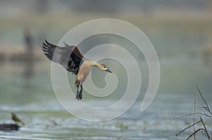 Lesser Whistling duck landing at Bharatpur Bird Sanctuary,Rajasthan,India