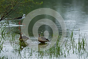 Lesser whistling duck pair floating in water at keoladeo national park or bharatpur bird sanctuary rajasthan india