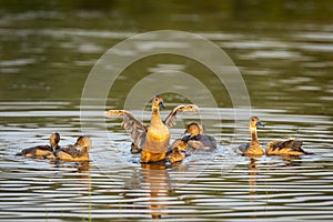 Lesser whistling duck portrait with full wingspan in golden hour light at keoladeo national park forest or bharatpur bird