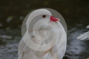 Lesser Whistling Duck but it`s white color