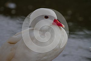 Lesser Whistling Duck but it`s white color