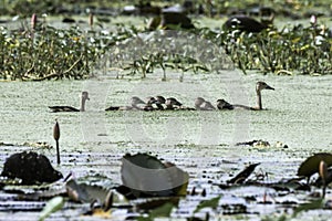 Lesser Whistling - DuckLesser Treeduck