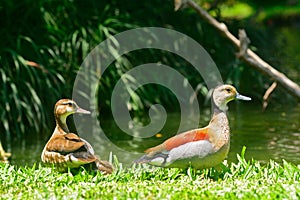 Lesser whistling ducks