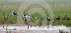 Lesser Whistling-ducks and Comb Ducks