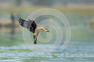 Lesser whistling ducks, Dendrocygna javanica, Keoladeo National Park, Bharatpur, Rajasthan, India