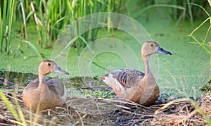 Lesser Whistling Ducks (Dendrocygna javanica) resting on dry grass by a pond