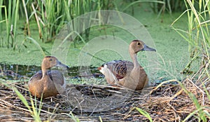 Lesser Whistling Ducks (Dendrocygna javanica) resting on dry grass by a pond