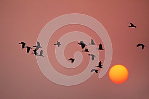 Lesser whistling ducks flying at sunset in Keoladeo Ghana Nation
