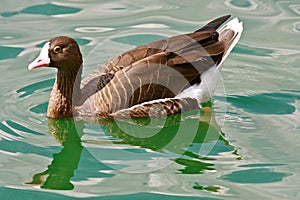 Lesser White-fronted Goose