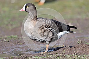 Lesser white fronted goose anser erythropus