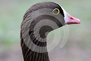 Lesser white fronted goose anser erythropus