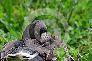 Lesser white fronted goose anser erythropus