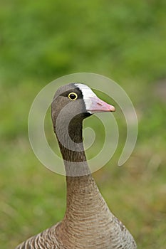 lesser white-fronted goose Anser erythropus