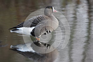 Lesser white-fronted goose, Anser erythropus