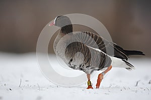 Lesser white-fronted goose, Anser erythropus