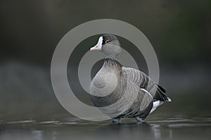 Lesser white-fronted goose, Anser erythropus