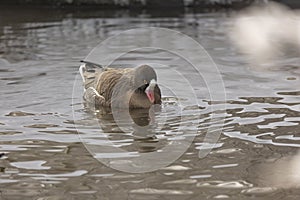 Lesser white-fronted goose, Anser erythropus. single bird in water. The goose was swimming in the lake.
