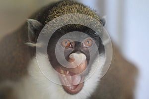 Lesser white-nosed monkey photo