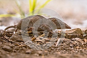 Lesser white toothed shrew in natural habitat