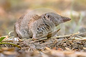 Lesser white toothed shrew in natural habitat