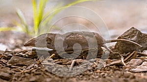 Lesser white toothed shrew in natural habitat