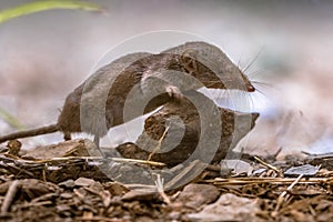 Lesser white toothed shrew in natural habitat