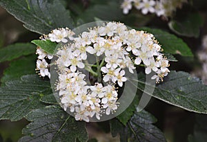 Lesser whitebeam (Sorbus minima)