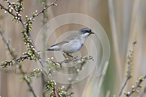 lesser whitethroat (Curruca curruca)