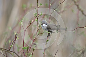 lesser whitethroat (Curruca curruca)