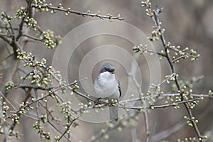 lesser whitethroat (Curruca curruca)