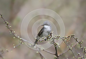 lesser whitethroat (Curruca curruca)