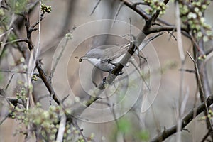 lesser whitethroat (Curruca curruca)