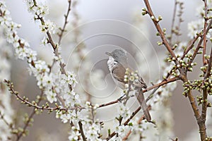 lesser whitethroat (Curruca curruca)