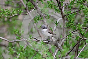 lesser whitethroat (Curruca curruca)